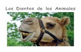Los Dientes de los Animales - OER2Gooer2go.org/.../Content/Spanish/LosDientesdelosAnimales.pdf · Los Dientes de los Animales. Los dientes son huesos que ayudan a los animales a masticar