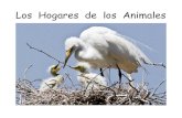 Los Hogares de los Animales€¦ · Los animales viven en muchos diferentes lugares. ¡Algunos animales viven en casas también! 8 . The Mustard Seed Books project uses an open-source,
