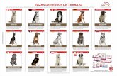 perros-trabajo - Laboratorios RAZAS DE PERROS DE TRABAJO Los perros de trabajo tienen trabajos reales