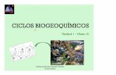 8° C10 - Ciclos Biogeoquímicos€¦ · CICLOS BIOGEOQUÍMICOS Unidad 1 –Clase 10 Profesora Verónica Abasto Córdova ... ⦿Asociado al ciclo del Carbono. CICLO DEL NITRÓGENO.