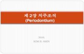 제 2장 치주조직 (Periodontium) - KOCWcontents.kocw.net/KOCW/document/2014/honam/kimilshin/2.pdf · 2016-09-09 · Ⅱ. 치주인대 (Periodontal ligament) 치주인대 정의
