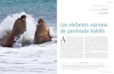 Los elefantes marinos de península Valdés Aaquaticcommons.org/16718/2/CienciaHoy2002_12_69_12.pdf · una parte de la costa peninsular. El primer censo total de la agrupación de
