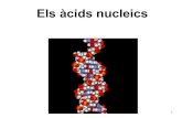 acids nucleics 2 dna - WordPress.comEls$àcids nucleics 1. Àcids&nucleics 2 • Composició química ... - DNA bicatenari: el presenten la majoria dels organismes.-Segons la forma:-CIRCULAR:
