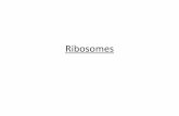 Ribosomes · en el R.E arriben mitjançant vesícules a la cara CIS de l’apde Golgi i es fusionen amb ella • Aniran passant d’una isterna a altra també per vesícules es produeix