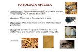 Presentación de PowerPointracve.es/files/2018/06/Patologia-apicola-Dolores-Sanchez.pdf · « Habiendo hecho por primera vez aparición en España la enfermedad de las abejas conocida