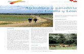 Agricultura y ganadería en Castilla y León...Castilla y León participa, sobre el total nacional, conel9,5%delasventasdelaindustria alimentaria, el 9,6% en consumo de materias primas,