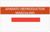 APARATO REPRODUCTOR MASCULINO - Webnode...APARATO REPRODUCTOR MASCULINO FUNCIONES - Produce, nutre y almacena temporalmente a los espermatozoides. - Sintetiza y secreta un conjunto