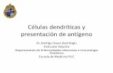 Células dendríticas y presentación de antígeno › bases › arch1687.pdf · •El procesamiento y presentación del antígeno varía entre la vía del MHC clase I y clase II.