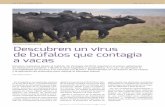 Descubren un virus de búfalos que contagia a vacasria.inta.gob.ar/sites/default/files/actualidadimasd/1... · 2019-08-19 · 142 ACTUALIDAD EN I+D RIA / Vol. 45 / N.º 2 Descubren