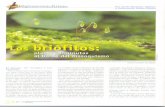 Sociedad Española de Briología - Spanish Bryological Society viejas/divulgacion... · 2018-07-17 · En medicina, 40 especies de Briófitos se utilizan en China como remedios (Fig.