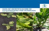 Guía de identificación de fitotoxicidad por herbicida · La difícil tarea de hoy en el control de malezas lleva en estos tiempos a que los errores en los lotes y los problemas