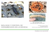 BIOLOGÍA Y CONTROL DE CERAMBÍCIDOS EN LA DEHESA€¦ · para la captura de banyarriquer (Cerambyx sp)”, Consejería de Medio Ambiente, Islas Baleares. Biología y control de cerambícidos