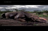 Basabizitza - Elhuyar Aldizkaria · Brent Stirton (Hegoafrika) Basabizitza ikusmiran Wildlife Photographer of the Year 2017 Hegoafrikako Hluhluwe Imfolozi erreserban, bi tiroz hil