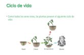 Ciclo de vida de las plantas - colegiodelsagradocorazon.cl · Ciclo de vida de las plantas 1. Germinación o brote La semilla tiene las condiciones adecuadas (calor, agua y aire)