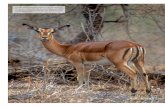 Femella adulta d’impala, l’espècie més abundant en- tre els grans … › wp-content › uploads › 2013 › 12 › 79CAT_026... · Grup d’impales creuant el llit sec del