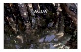 AGUA - WordPress.com€¦ · • Adhesividad; las moléculas de agua se adhieren con facilidad a otros materiales, en especial a los que poseen cargas. Cohesividad; los puentes de