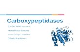 Carboxypeptidases Clàudia Prat Gibert Irene Ortega ...sbi.imim.es/web/files/projects/students/2017/be8.2.pdfL-benzylsuccinic acid. Pancreatic CBP CPA1 CPB CPA2 CPA4. Pancreatic CBP