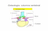 Osteología columna vertebral · Osteología columna vertebral ... Senos de la duramadre Piamadre Espacio subaracnoideo Meninges craneanas . Duramadre Meninges espinales Espacio epidural