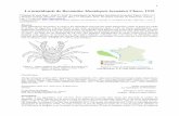 La munidopsis de Bermudez Munidopsis bermidezi Chace, 1939 · Dorippidae) collected by the USNS Bartlett in the Venezuela Basin, Caribbean Sea. Proceedings of the Academy of Natural