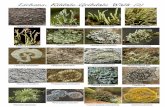 LzÛhens: Acarospora sp. Cladonia floerkeana Lecanora ...barlow.me.uk/clevelandnats/CS-Kildale-Gribdale Lichens-2.pdf · aureola Xanthoria Cladonia coniocraea Hypogymnia physodes