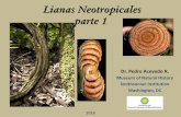 Lianas Neotropicales, Parte 1 - National Museum of Natural History · 2019-04-05 · alargados, que se enroscan para subir los árboles •Lianoide = semejante a una liana, pero no