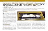 PRIMER QUEBRANTAHUESOS (Gypaetus barbatus) CRIADO EN ... · de las U.R. en el Pirineo aragonés (de 39 U.R. en 1994 a 74 U.R. en 2011) y de las medidas de conser-vación ejecutadas