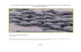 Tortugas Carey del Caribe; biología, distribución y estado ...d2ouvy59p0dg6k.cloudfront.net/downloads/tortuga_carey_1.pdf · de las tortugas marinas o con el concepto de "especies