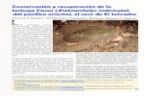 Conservación y recuperación de la tortuga Carey (Eretmochelys … · 2017-02-07 · muchos de los recursos naturales del país, inclu-yendo a las especies de tortugas marinas. Don-de