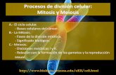 Procesos de división celular: Mitosis y Meiosis · EL CICLO CELULAR Fase G1 Fase S Fase G2 Mitosis INTERFASE Fase G0. REGULACIÓN DEL CICLO CELULAR Ciclinas + p27 p53 PROCESOS DE