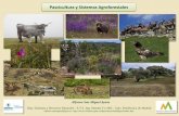 Pascicultura y Sistemas Agroforestales - UPM · y funcionamiento de los pastos y SAF para poder planificar y llevar a cabo su gestión de forma racional, eficiente y sustentable ...