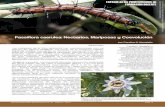 Passiflora caerulea: Nectarios, Mariposas y Coevolución32).pdf · 2014-11-27 · Las mariposas de la Tribu Heliconiini han coevolucionado con las plantas del género Passiflora.