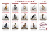 razas-gatos - Laboratorios ZOOweb2016.laboratorioszoo.com/.../afiches/razas-gatos.pdfgato siamés, de gran elegancia, cuello muy largo y grandes orejas, pelo largo, sedoso y abundante.