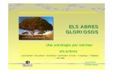 ELS ABRES GLORIOSOS - Fundacion Icaros · els arbres Les formes • els colors • les fulles • la florida• el fruit • l’escorça • l’hàbitat • de casa Jordi Miralles
