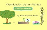 Clasificación de las Plantas · • plantas no vasculares, fotosintéticas que contienen clorofila a y tienen estructuras reproductoras simples • la presencia de plastos y clorofila