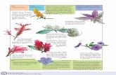 Pavón, pavoncillo, pavoncillo rojo, - UNEDrepositorio.uned.ac.cr/reuned/bitstream/120809/49/1/botanica_acanthaceae.pdf94 Clase Familia Nombres comunes de especies conocidas Formas