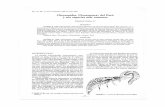 Biblioteca Central Pedro Zulensisbib.unmsm.edu.pe/BVRevistas/entomologia/v31/pdf/a15v31.pdf · para la identificación de adultos y larvas de las cuatro especies más abundantes en