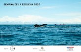SEMANA DE LA ESCUCHA 2020...la Fauna Marina | Alfio Yori (Chile) · Freq_wave | Alonso Vázquez (España) Conciertos Radiales en torno al agua 22:00 hrs de Chile UTC-4 · Teoría del
