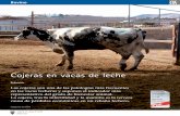 b-vacas redaccion PDFaxonveterinaria.net/.../Cojeras_en_vacas_de_leche.pdfBovino El menoscabo económico originado por las cojeras puede llegar a ser de entre el 5% y el 10% de los
