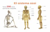 Tenim 206 ossos - XTEC · El sistema ossi Tenim 206 ossos que formen l’esquelet. El cap Els ossos del cap són els únics del cos humà que es troben units estretament impedint