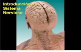 Introducción al Sistema NerviosoSistema nervioso periférico Sistema nervioso central jueves 24 de marzo de 2011. Prosencéfalo Mesencéfalo Rombencéfalo Médula espinal Cerebro