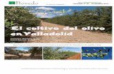 Reportaje en colaboración Viveros ... - Plantones de Olivo · 6) En el caso de olivicultura en seto, hablamos de una producción máxima del 50 % de la obtenible por ejemplo en Castilla