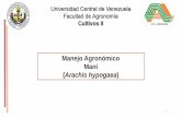 Presentación de PowerPoint - WordPress.com · 2016-09-10 · 4.- fertilizaciÓn: •en venezuela no hay inoculantes comerciales (biofertilizantes) para manÍ. sin embargo se han