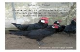 Formació i caracterització d’una població base de gallina Menorcaasogame.es/documents/inf_final_est_pobl.pdf · 2017-04-16 · Formació i caracterització d’una població