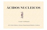 ÁCIDOS NUCLEICOScentros.edu.xunta.es/iesoteropedrayo.ourense/dptos... · Os ácidos nucleicos foron descubertos por Freidrich Miescher en 1869. Este científico traballando con leucocitos