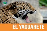 EL yaguaretÉ · descubre que le resulta más fácil conseguirlo que a sus presas ... económicamente rentables (turismo, etc.) Capacitar para manejo y control mejorado del ganado.