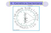 6. Genética bacteriana - WordPress.com · Genética bacteriana. Consideraciones generales Las bacterias no poseen núcleo; el ADN bacteriano se encuentra en un cromosoma de forma