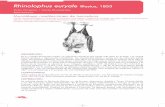 Rhinolophus euryale Blasius, 1853 - Transición Ecológica · Utiliza pulsos de ecolocalización de CF, de 20-30 ms de duración, con frecuencia de máxima energía entre 102-105