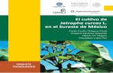 El cultivo de Jatropha curcas L. en el Sureste de México · 2019-03-28 · De manera muy especial al Fondo sectorial Sagarpa-Conacyt por el financiamiento otorgado al proyecto “Mejoramiento