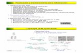 ReplicaciReplicacióón y mantenimiento de la informacin y ...dbbf.ulpgc.es/medicina/bioquimicaI/DNA-replicacion.pdf · 2011 Enrique Castro 1 ReplicaciReplicacióón y mantenimiento