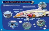 Los mamíferos marinos · 2017-02-02 · de los peces que mueven la cola lateralmente. Rorcual León marino Foca. El otro de los grandes grupos de ma-míferos marinos es el de. los